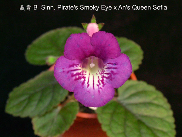 «ö¦¹¦b·sµøµ¡ÂsÄý¹Ï¤ù