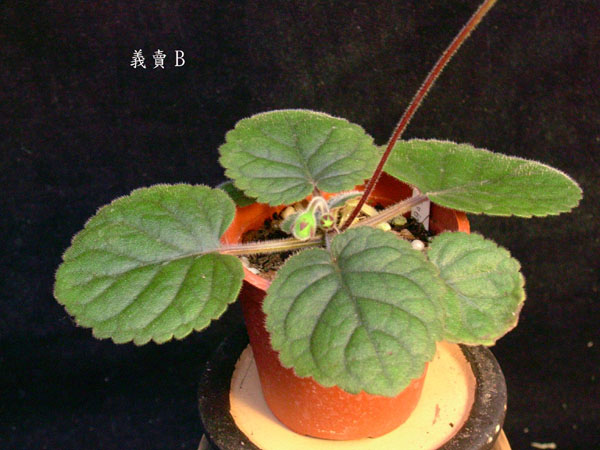 «ö¦¹¦b·sµøµ¡ÂsÄý¹Ï¤ù