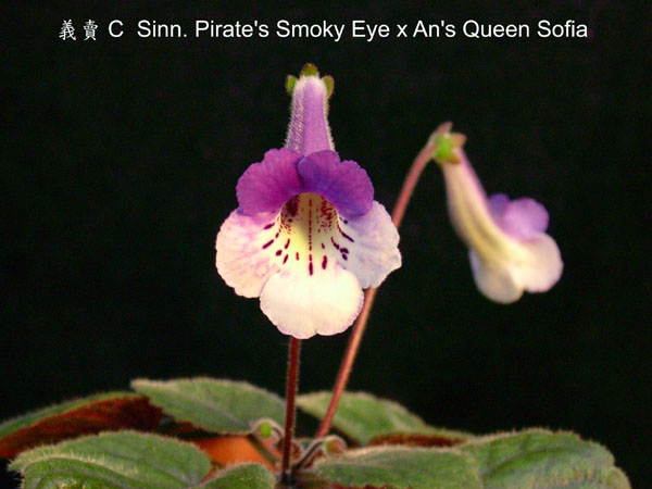 «ö¦¹¦b·sµøµ¡ÂsÄý¹Ï¤ù