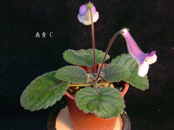 «ö¦¹¦b·sµøµ¡ÂsÄý¹Ï¤ù