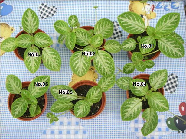 «ö¦¹¦b·sµøµ¡ÂsÄý¹Ï¤ù