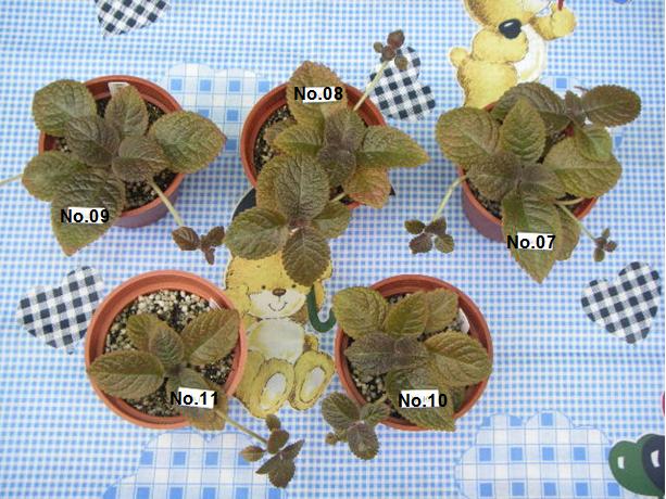 «ö¦¹¦b·sµøµ¡ÂsÄý¹Ï¤ù