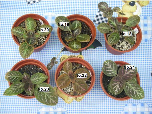 «ö¦¹¦b·sµøµ¡ÂsÄý¹Ï¤ù