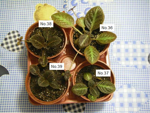 «ö¦¹¦b·sµøµ¡ÂsÄý¹Ï¤ù