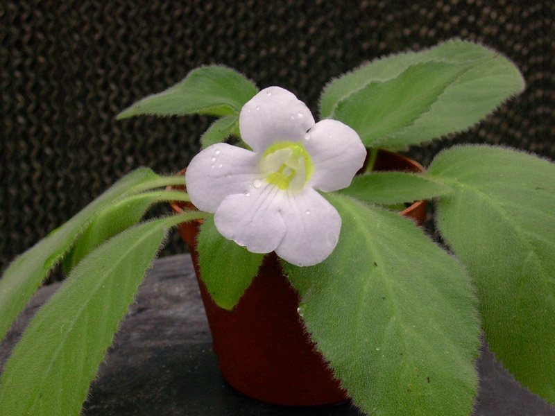 «ö¦¹¦b·sµøµ¡ÂsÄý¹Ï¤ù