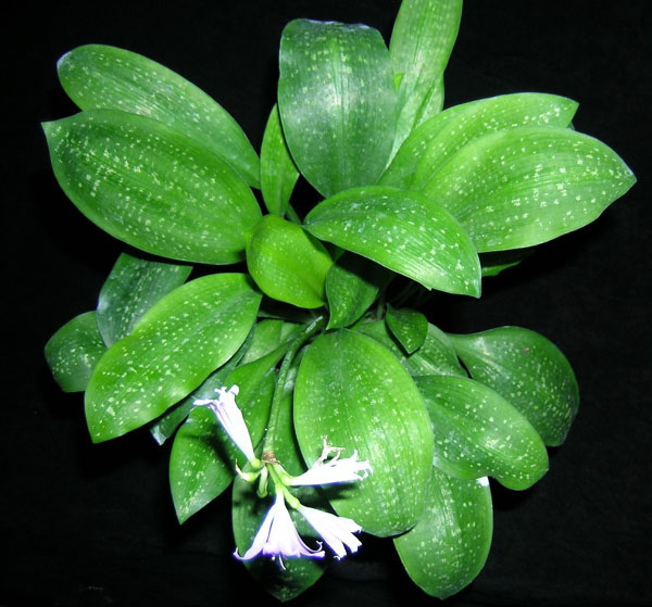 «ö¦¹¦b·sµøµ¡ÂsÄý¹Ï¤ù