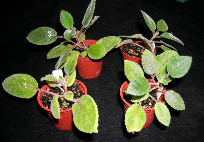 «ö¦¹¦b·sµøµ¡ÂsÄý¹Ï¤ù