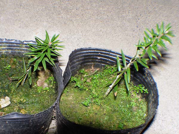 «ö¦¹¦b·sµøµ¡ÂsÄý¹Ï¤ù