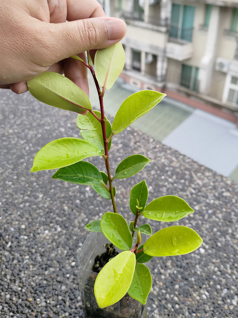 按此在新視窗瀏覽圖片