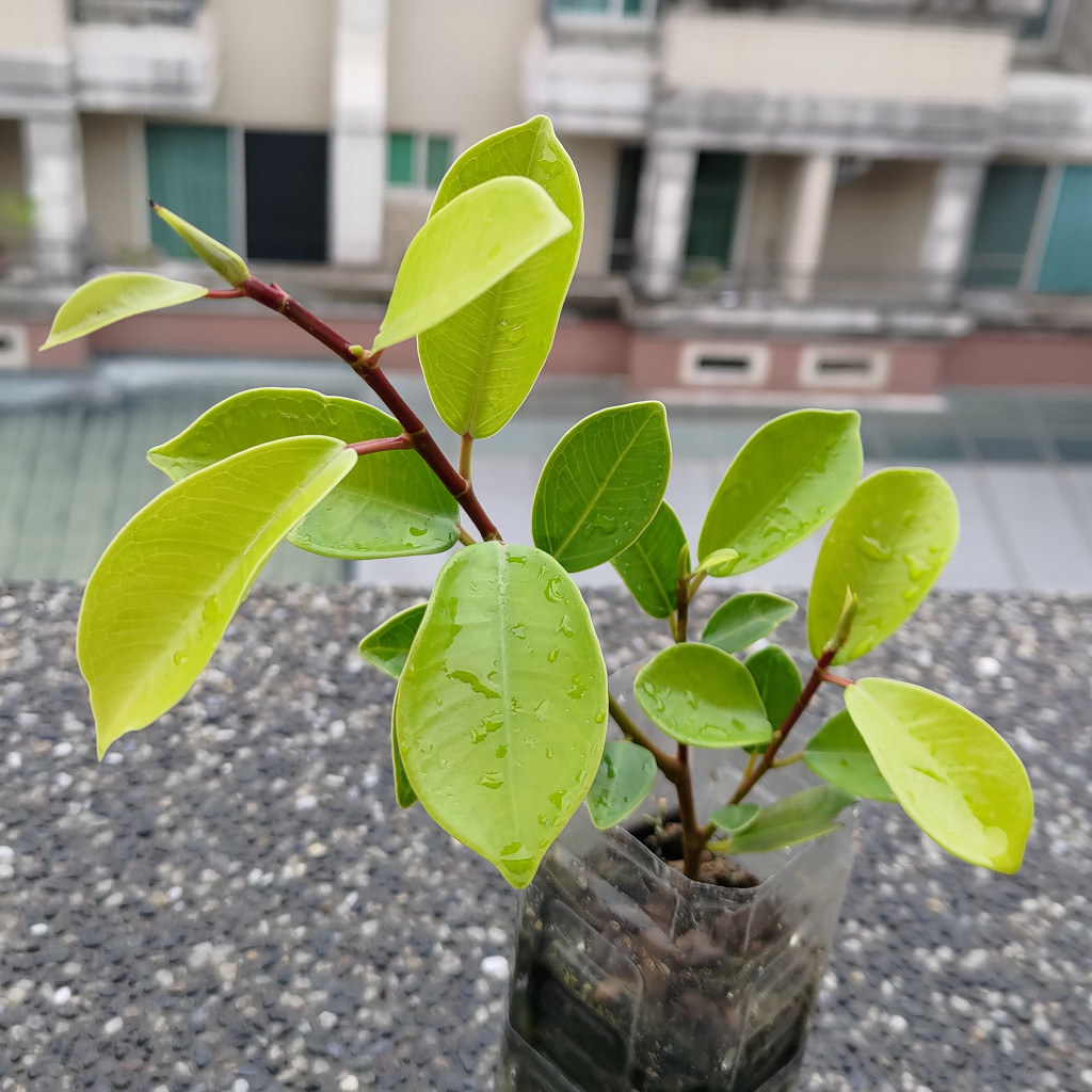 按此在新視窗瀏覽圖片