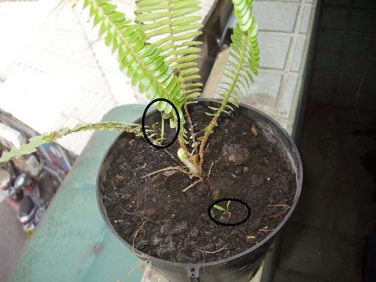 «ö¦¹¦b·sµøµ¡ÂsÄý¹Ï¤ù