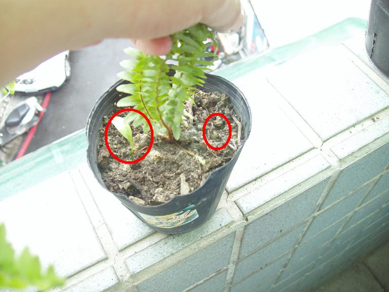 «ö¦¹¦b·sµøµ¡ÂsÄý¹Ï¤ù