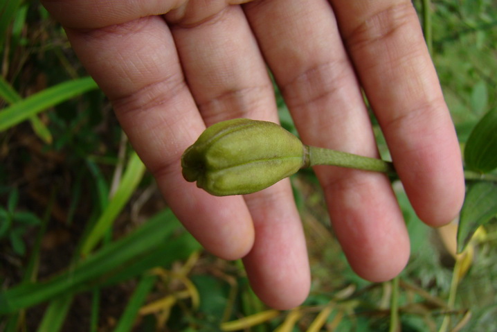 «ö¦¹¦b·sµøµ¡ÂsÄý¹Ï¤ù