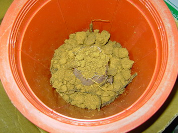 «ö¦¹¦b·sµøµ¡ÂsÄý¹Ï¤ù