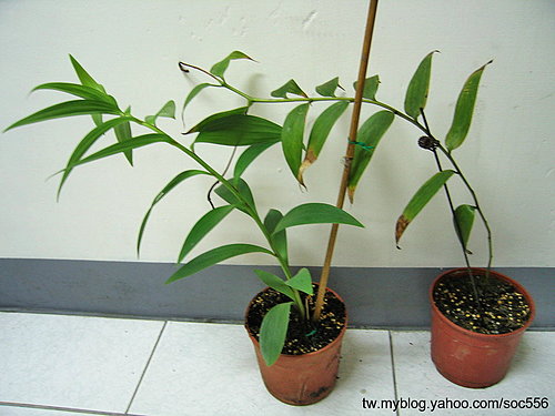 «ö¦¹¦b·sµøµ¡ÂsÄý¹Ï¤ù