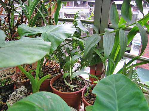 «ö¦¹¦b·sµøµ¡ÂsÄý¹Ï¤ù