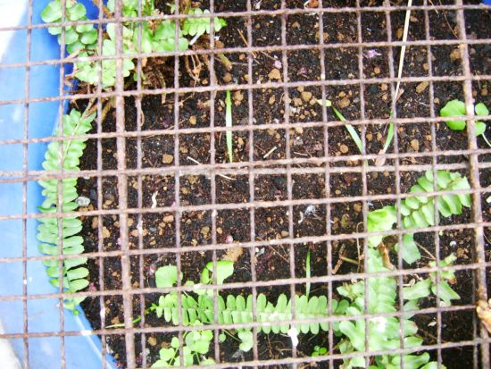 «ö¦¹¦b·sµøµ¡ÂsÄý¹Ï¤ù