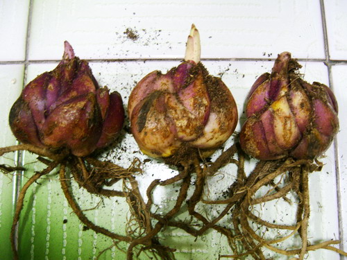 «ö¦¹¦b·sµøµ¡ÂsÄý¹Ï¤ù