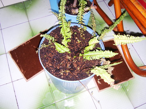 «ö¦¹¦b·sµøµ¡ÂsÄý¹Ï¤ù