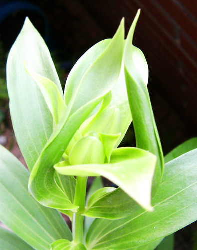 «ö¦¹¦b·sµøµ¡ÂsÄý¹Ï¤ù