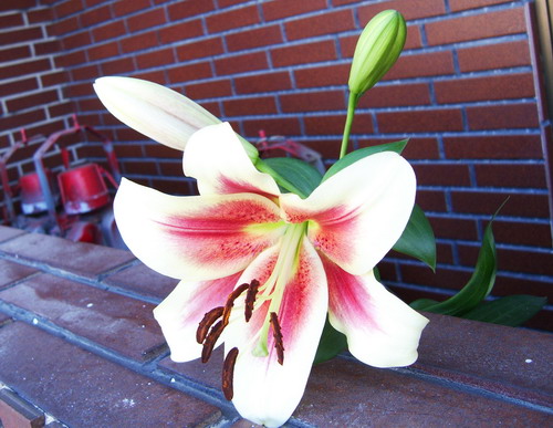 «ö¦¹¦b·sµøµ¡ÂsÄý¹Ï¤ù