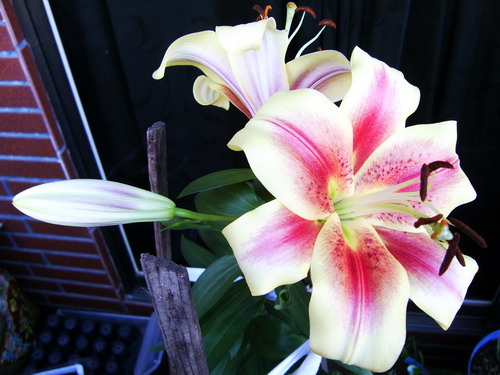 «ö¦¹¦b·sµøµ¡ÂsÄý¹Ï¤ù