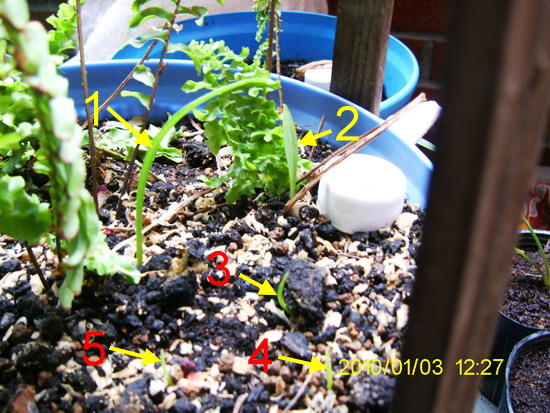 «ö¦¹¦b·sµøµ¡ÂsÄý¹Ï¤ù