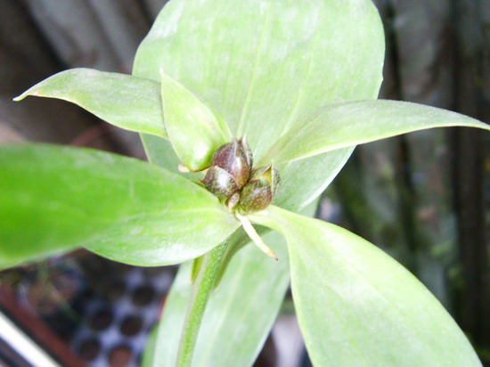 «ö¦¹¦b·sµøµ¡ÂsÄý¹Ï¤ù