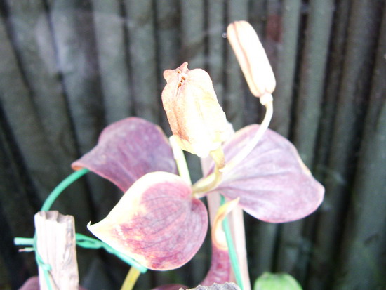 «ö¦¹¦b·sµøµ¡ÂsÄý¹Ï¤ù