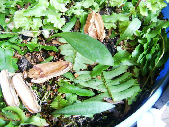 «ö¦¹¦b·sµøµ¡ÂsÄý¹Ï¤ù