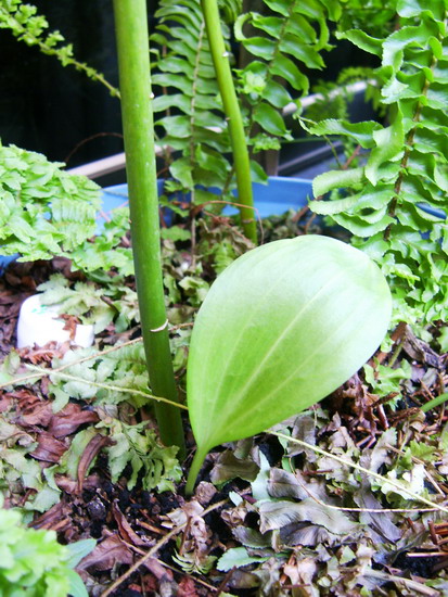 «ö¦¹¦b·sµøµ¡ÂsÄý¹Ï¤ù