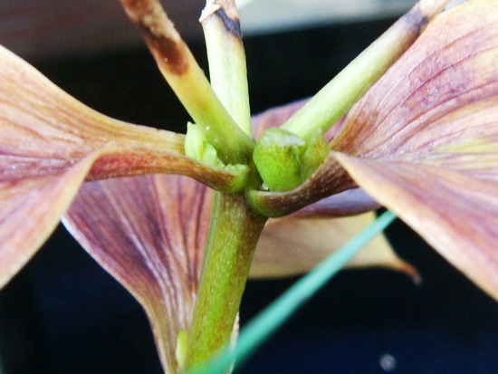 «ö¦¹¦b·sµøµ¡ÂsÄý¹Ï¤ù