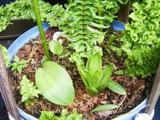 «ö¦¹¦b·sµøµ¡ÂsÄý¹Ï¤ù