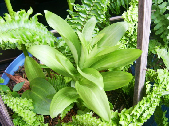 «ö¦¹¦b·sµøµ¡ÂsÄý¹Ï¤ù