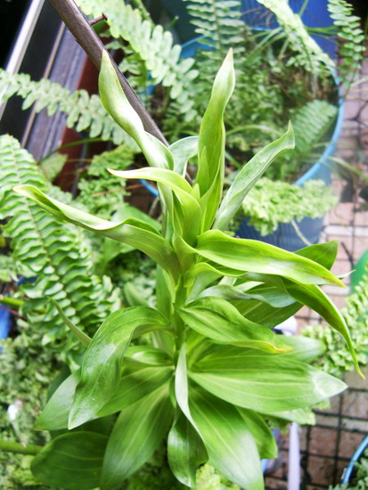 «ö¦¹¦b·sµøµ¡ÂsÄý¹Ï¤ù