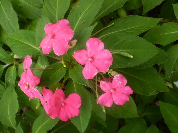 «ö¦¹¦b·sµøµ¡ÂsÄý¹Ï¤ù