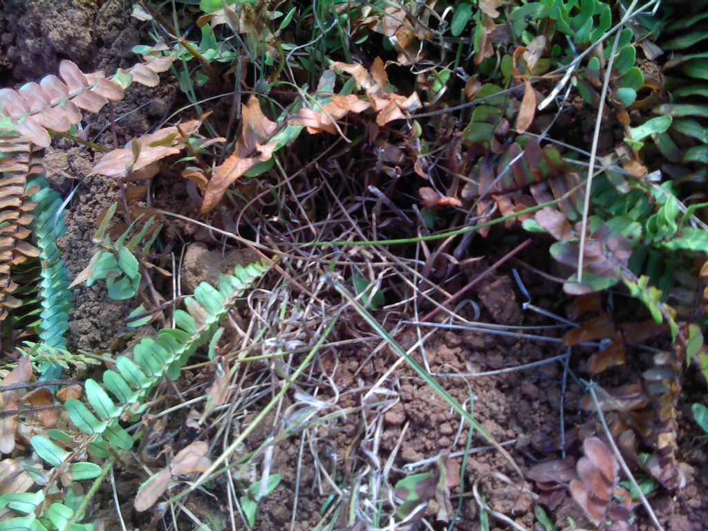 «ö¦¹¦b·sµøµ¡ÂsÄý¹Ï¤ù