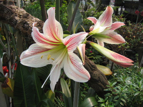 «ö¦¹¦b·sµøµ¡ÂsÄý¹Ï¤ù