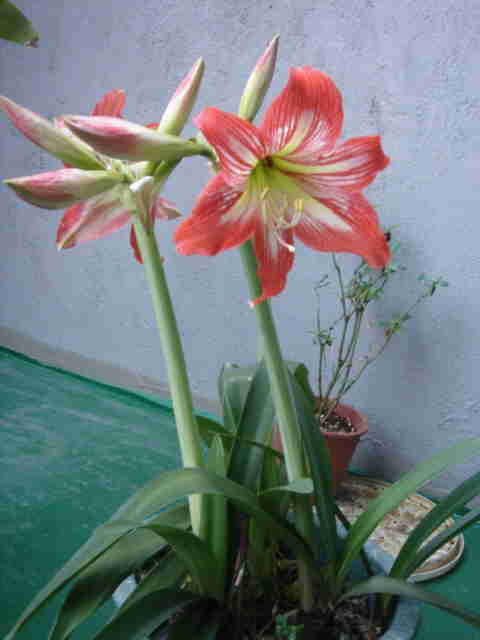 «ö¦¹¦b·sµøµ¡ÂsÄý¹Ï¤ù