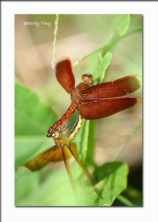 按此在新視窗瀏覽圖片