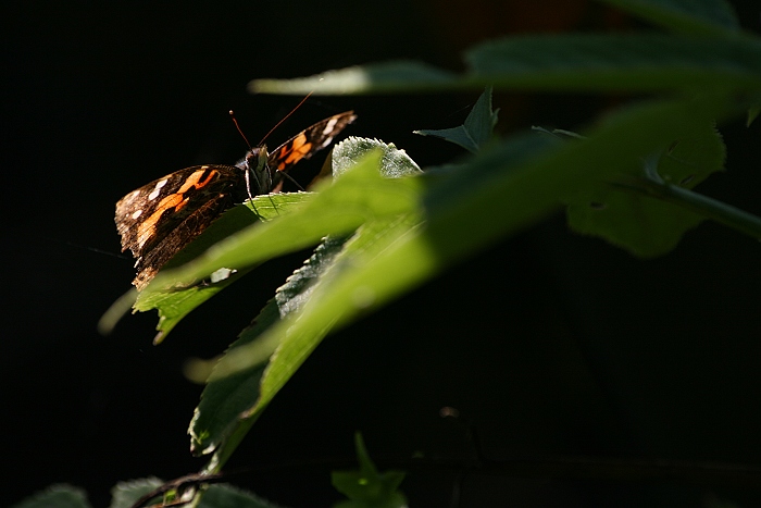 按此在新視窗瀏覽圖片