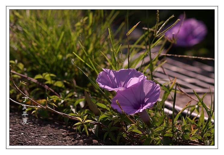 按此在新視窗瀏覽圖片