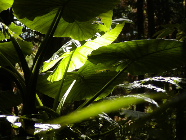按此在新視窗瀏覽圖片