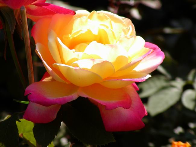 按此在新視窗瀏覽圖片