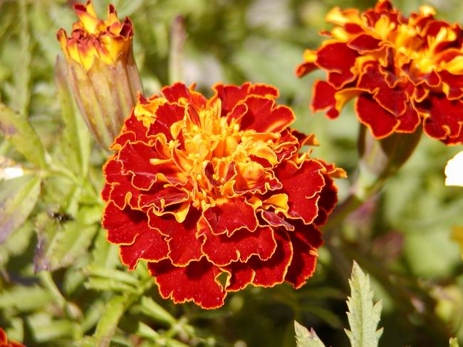 按此在新視窗瀏覽圖片