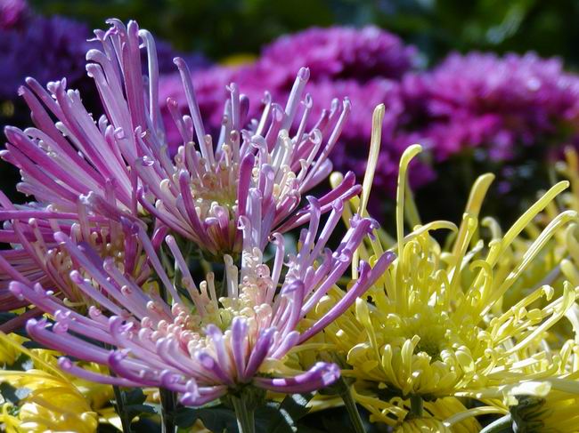 按此在新視窗瀏覽圖片