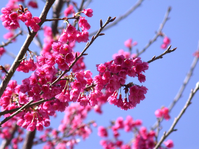 按此在新視窗瀏覽圖片