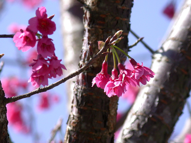 按此在新視窗瀏覽圖片