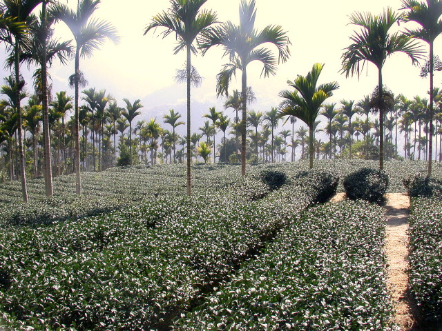 按此在新視窗瀏覽圖片