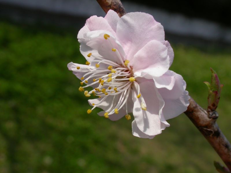 按此在新視窗瀏覽圖片